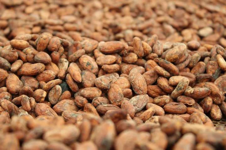cracked cocoa beans