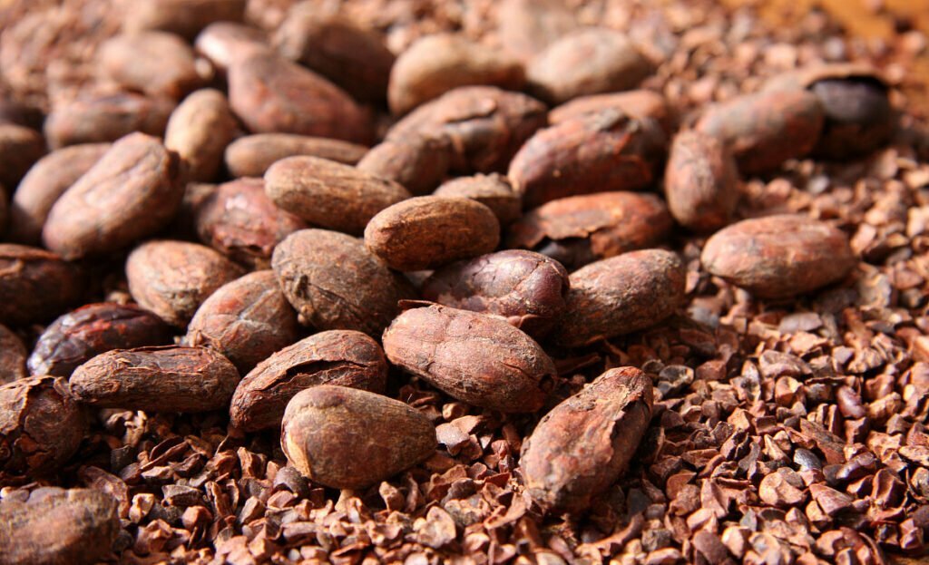 grano de cacao