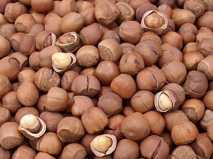 hazelnuts