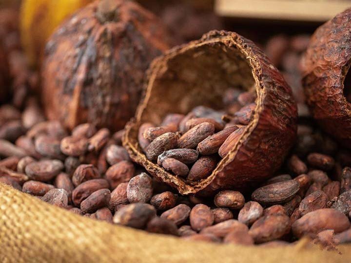 cocoa bean in brazil