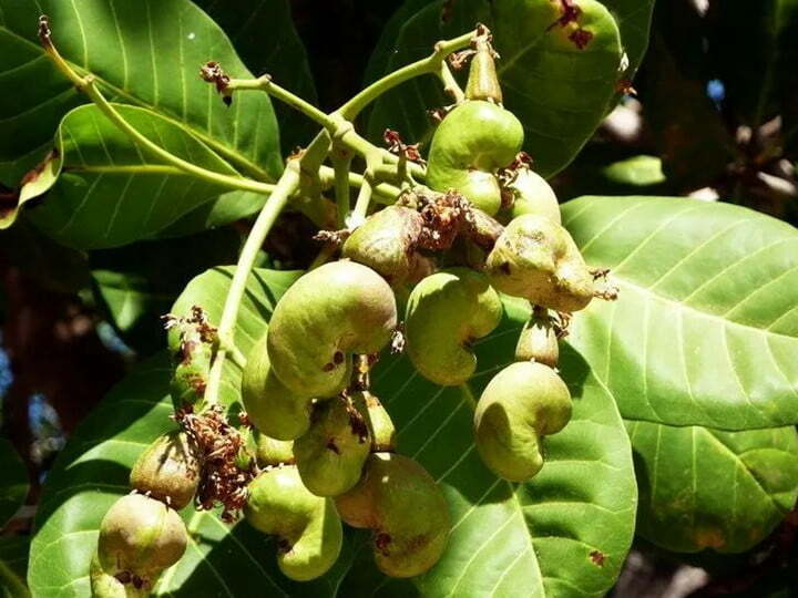 cashew nuts in tanzania