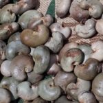 raw cashew nut