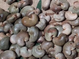 raw cashew nut