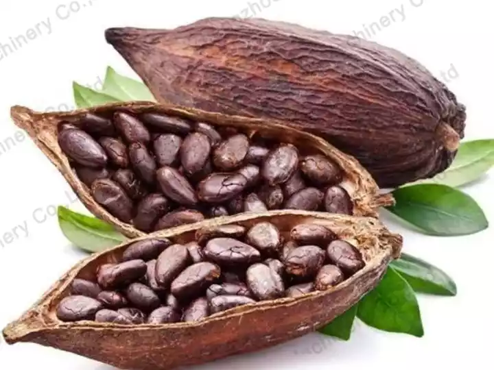 Raw cocoa beans